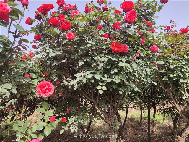 樹狀月季從有花苞到開花需要多久？(圖1)