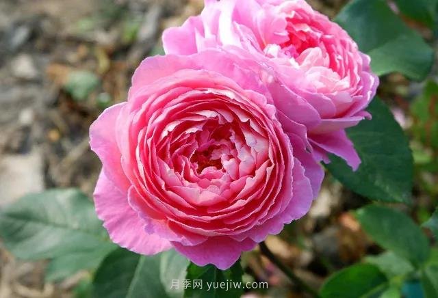 夏季月季如何保持開花？除了澆水，還需做好3件事(圖1)