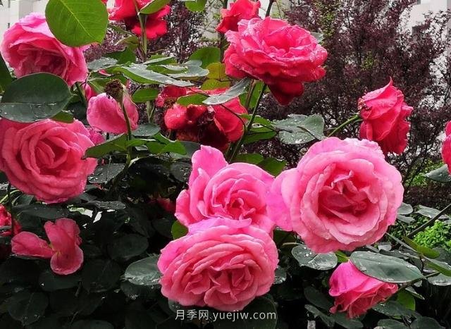晚春唐詩(shī)玫瑰6首：折得玫瑰花一朵，憑君簪向鳳凰釵(圖2)