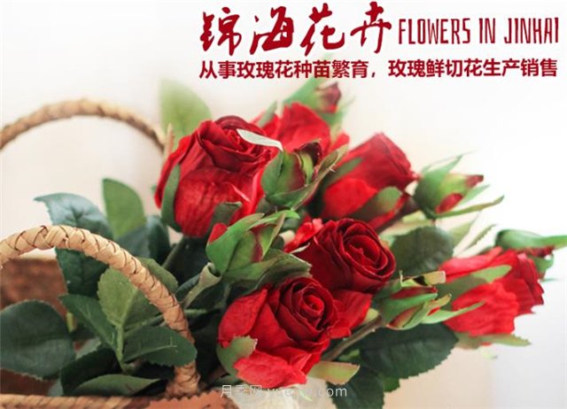 云南錦海農(nóng)業(yè)推出七個切花月季新品種(圖1)