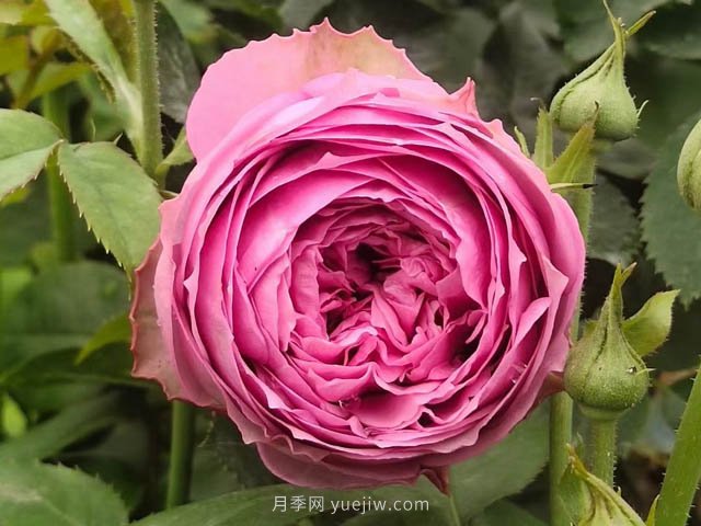 玫瑰，永恒不變的經(jīng)典(圖1)
