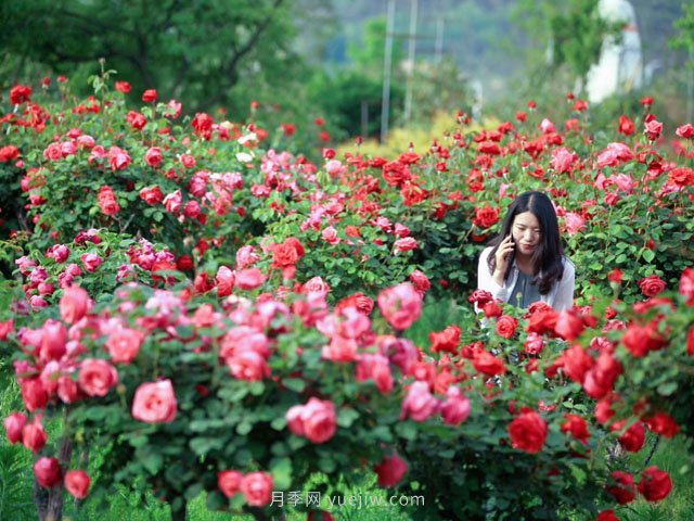 花卉旅游，“花為媒”帶動(dòng)“美麗經(jīng)濟(jì)”升級(jí)(圖1)