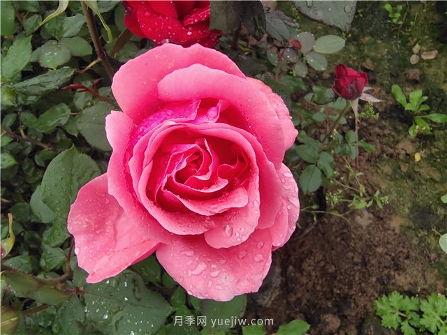 春夏秋冬月季種植指南，月季什么時候種植***好對比(圖1)