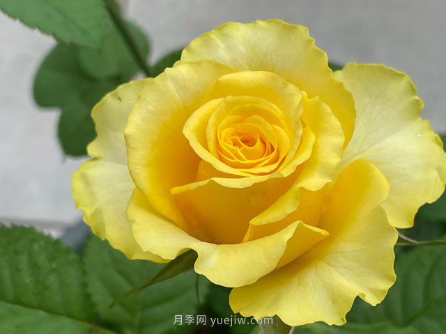貝殼月季，黃色月季里的代表作和佼佼者(圖2)