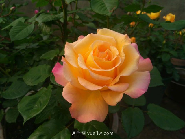 月季有哪些優(yōu)良品種代表？(圖1)