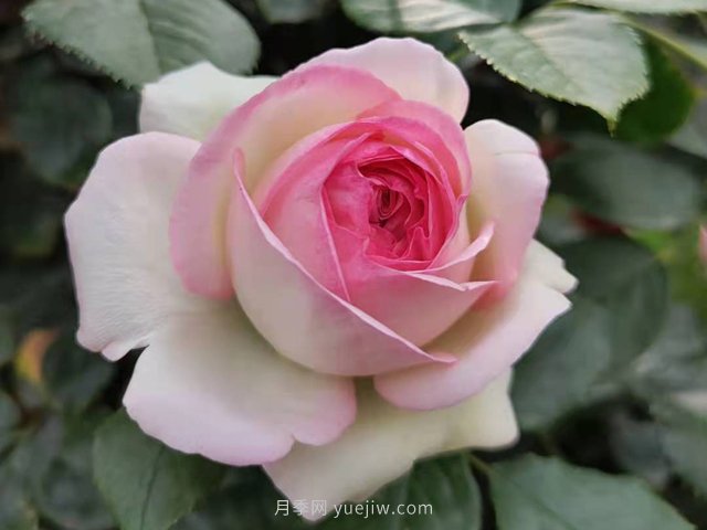 月季花的種類非常多，哪一種月季花好養(yǎng)活？推薦5個品種(圖2)