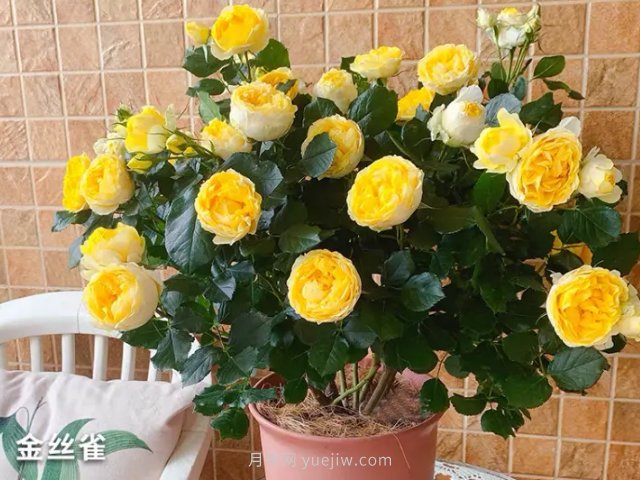 月季花的種類非常多，哪一種月季花好養(yǎng)活？推薦5個品種(圖3)