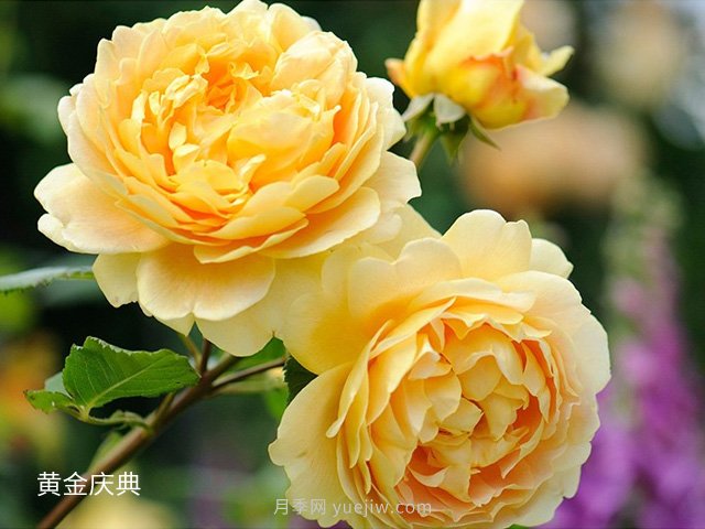 月季花的品種非常多，哪一款月季香味***香？推薦5個(gè)品種(圖5)
