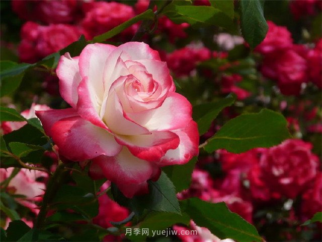 綠地率和綠化率的區(qū)別！(圖1)