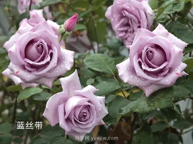 夏季要預(yù)防月季病害，6種苗木病害防治方法(圖1)