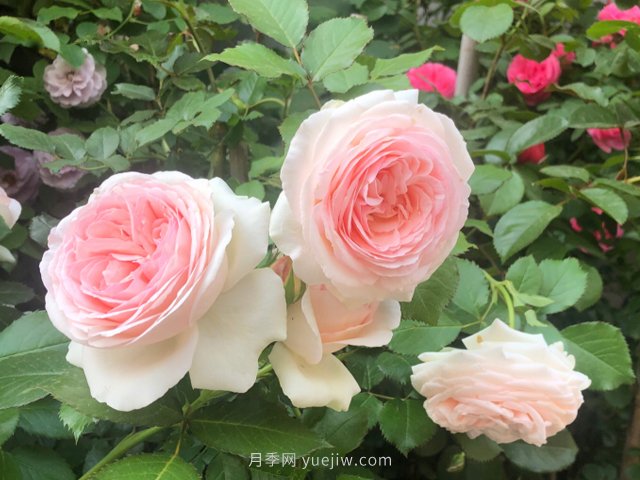 有沒有月季大神，集齊這10種顏色的月季花(圖4)