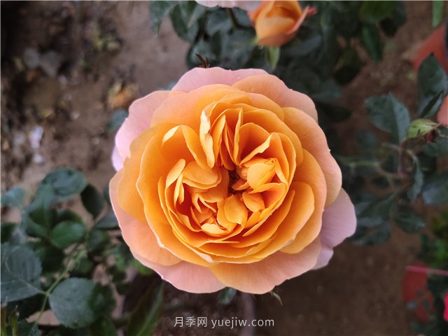 有沒有月季大神，集齊這10種顏色的月季花(圖2)