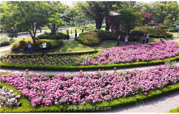 上海靜安區(qū)白遺橋公園5000余株月季盛放！位置在這(圖3)