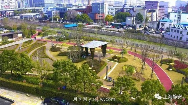 上海靜安區(qū)白遺橋公園5000余株月季盛放！位置在這(圖5)