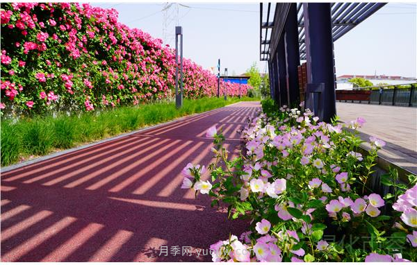 上海靜安區(qū)白遺橋公園5000余株月季盛放！位置在這(圖2)