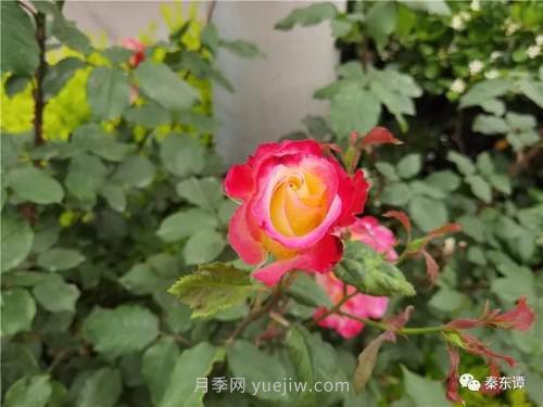 市花月季扮靚陜西渭南，朝陽(yáng)大街成了鮮花大道(圖6)