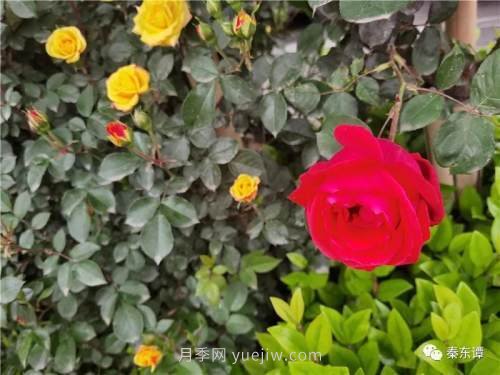 市花月季扮靚陜西渭南，朝陽(yáng)大街成了鮮花大道(圖3)