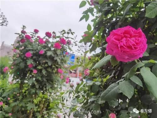 市花月季扮靚陜西渭南，朝陽(yáng)大街成了鮮花大道(圖2)