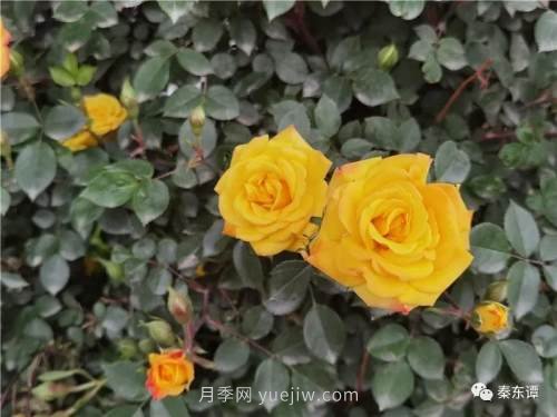 市花月季扮靚陜西渭南，朝陽(yáng)大街成了鮮花大道(圖5)