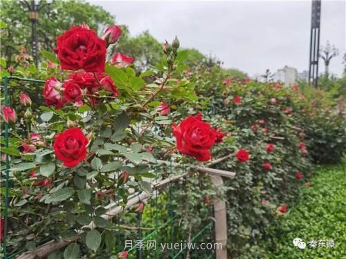 市花月季扮靚陜西渭南，朝陽(yáng)大街成了鮮花大道(圖7)