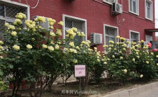 中國(guó)農(nóng)業(yè)科學(xué)院自育月季品種競(jìng)相開放扮靚院區(qū)(圖4)