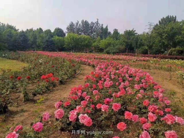 北京南海子公園近8萬(wàn)株月季花美麗盛開(kāi)(圖2)