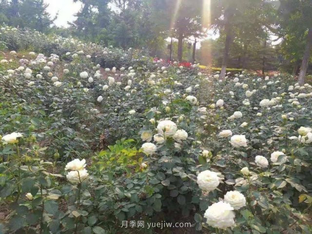 北京南海子公園近8萬(wàn)株月季花美麗盛開(kāi)(圖3)