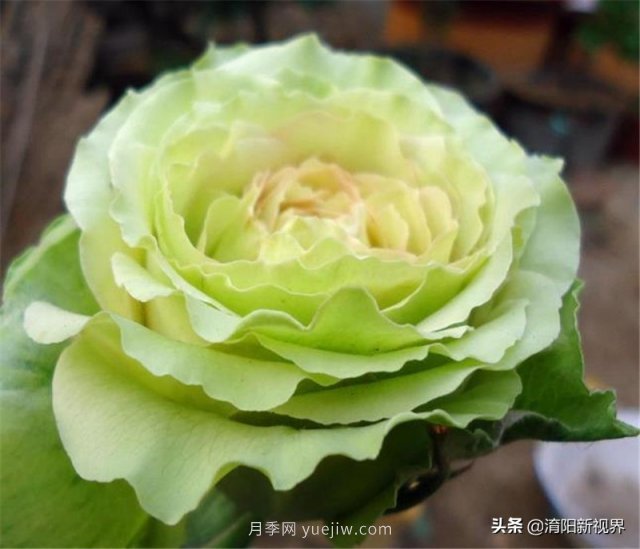 20種經典月季品種，妝點南陽火熱的夏季(圖17)