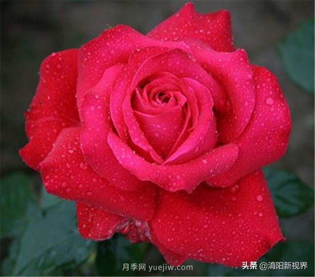 20種經典月季品種，妝點南陽火熱的夏季(圖3)