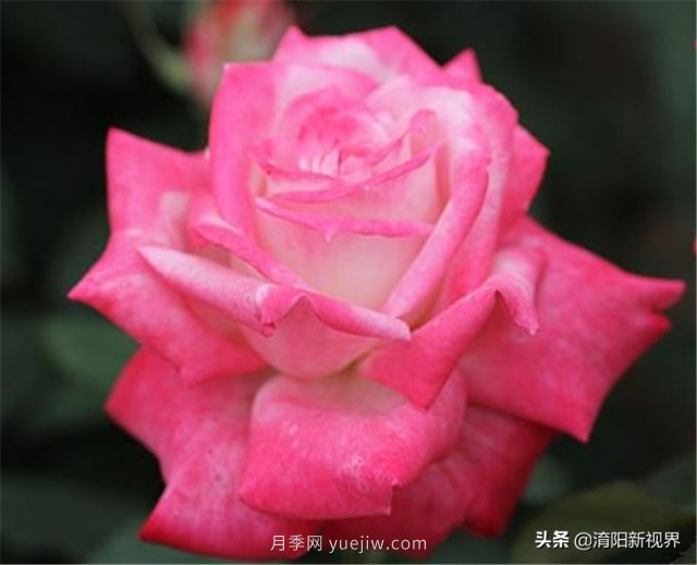 20種經典月季品種，妝點南陽火熱的夏季(圖12)