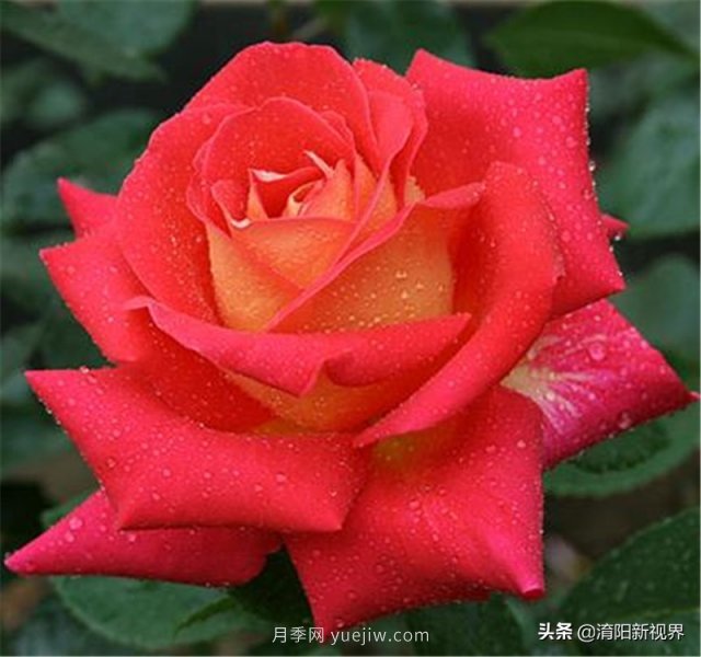 20種經典月季品種，妝點南陽火熱的夏季(圖4)