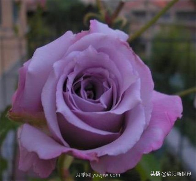 20種經典月季品種，妝點南陽火熱的夏季(圖19)