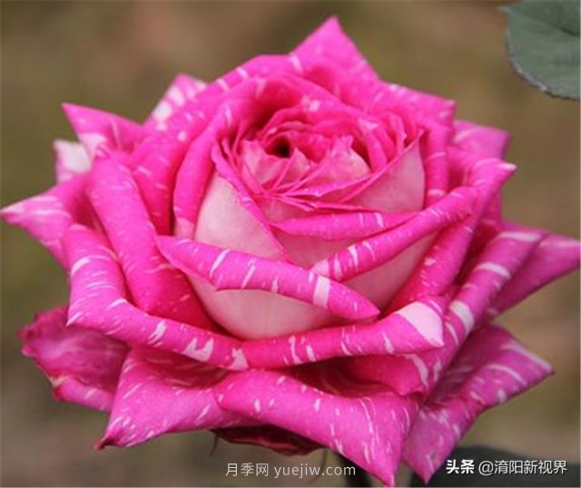 20種經典月季品種，妝點南陽火熱的夏季(圖16)