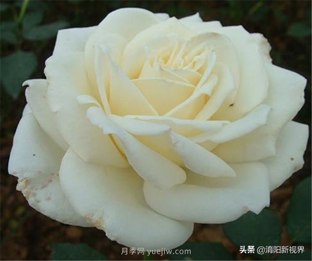 20種經典月季品種，妝點南陽火熱的夏季(圖10)