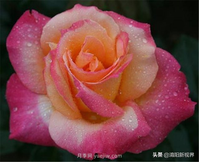 20種經典月季品種，妝點南陽火熱的夏季(圖14)