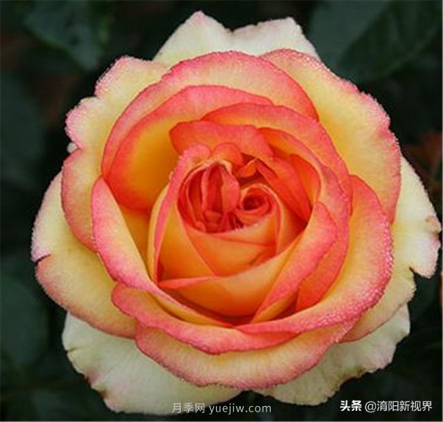 20種經典月季品種，妝點南陽火熱的夏季(圖13)