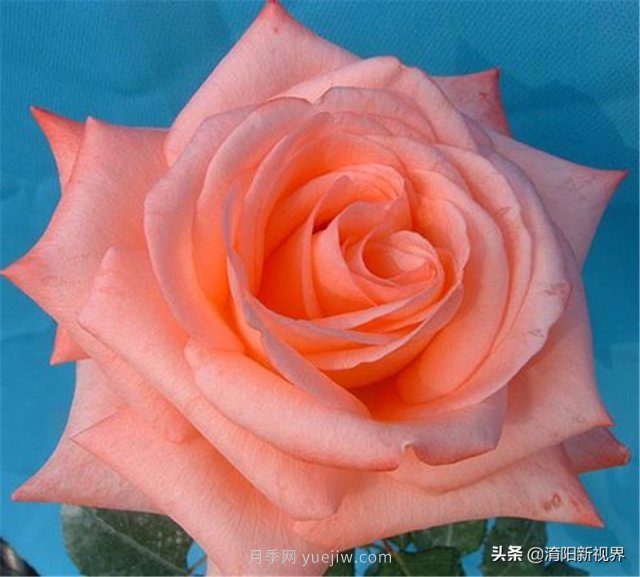 20種經典月季品種，妝點南陽火熱的夏季(圖15)