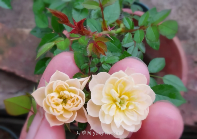 超級(jí)小可愛，推薦8個(gè)迷你型微月小月季品種(圖4)