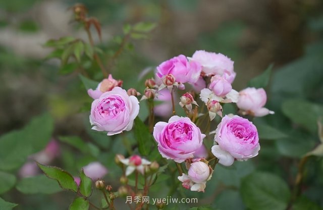 超級(jí)小可愛，推薦8個(gè)迷你型微月小月季品種(圖8)
