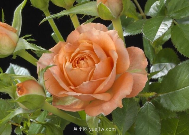 荷蘭陽臺系列月季35個品種大全(圖6)