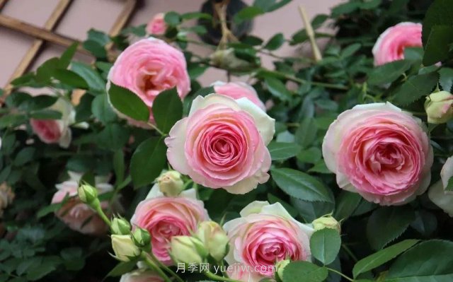 推薦花量大生長快的4種藤本月季花，適合打造花墻拱門(圖2)