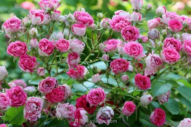 推薦花量大生長快的4種藤本月季花，適合打造花墻拱門(圖1)