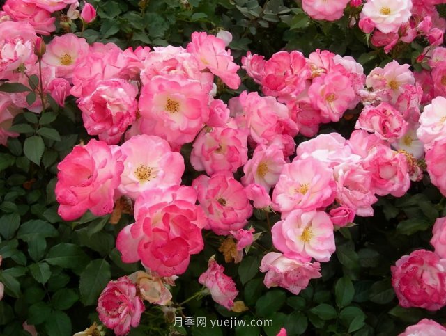 推薦花量大生長快的4種藤本月季花，適合打造花墻拱門(圖3)