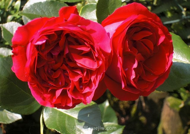 推薦花量大生長快的4種藤本月季花，適合打造花墻拱門(圖4)