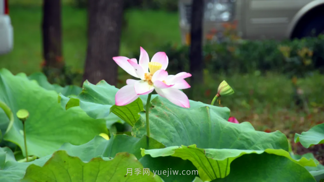 古樁月季繁花似錦，美麗經(jīng)濟(jì)花開鎮(zhèn)平(圖2)