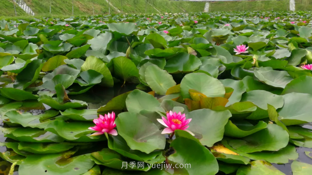 古樁月季繁花似錦，美麗經(jīng)濟(jì)花開鎮(zhèn)平(圖3)