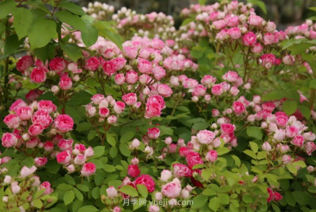 胭脂扣月季，多季開花的藤本，花期長，單枝條開花幾十朵(圖2)