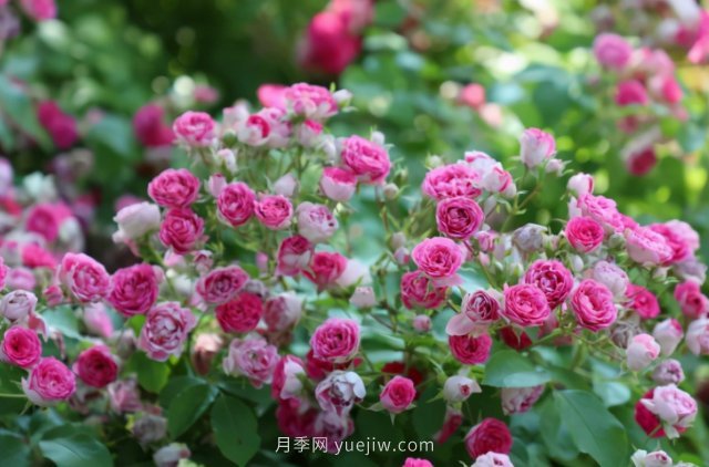 胭脂扣月季，多季開花的藤本，花期長，單枝條開花幾十朵(圖3)