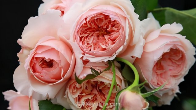 真宙月季和朱麗葉月季進行對比，優(yōu)缺點一目了然(圖1)
