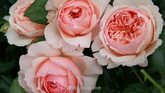 真宙月季和朱麗葉月季進行對比，優(yōu)缺點一目了然(圖3)